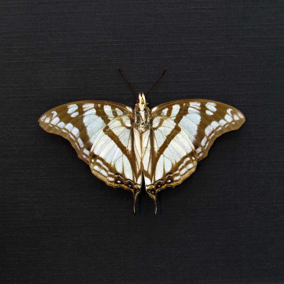 Real pearlescent Charaxes butterfly framed taxidermy - Charaxes zoolina - Victorian mount