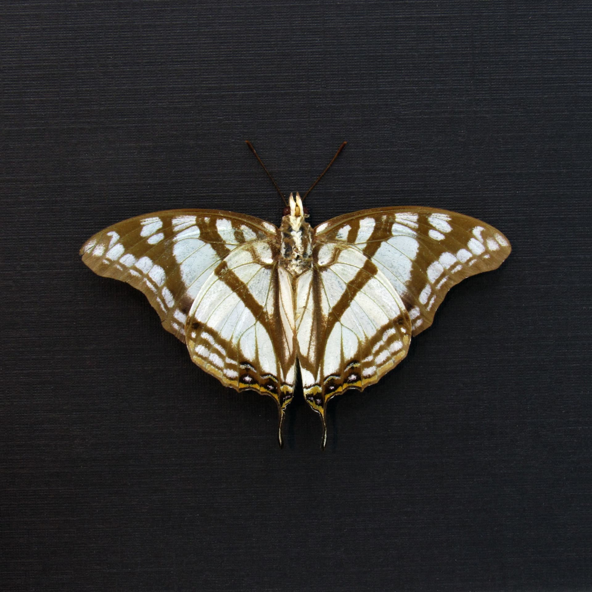 Real pearlescent Charaxes butterfly framed taxidermy - Charaxes zoolina - Victorian mount
