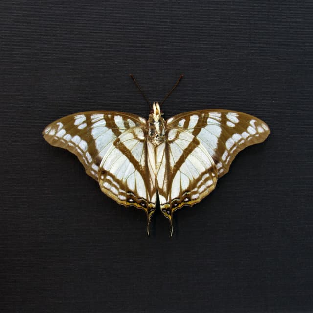 Real pearlescent Charaxes butterfly framed taxidermy - Charaxes zoolina - Victorian mount