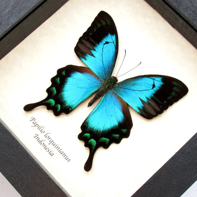 Real framed taxidermy Sea Green Swallowtail butterfly - Papilio lorquinianus