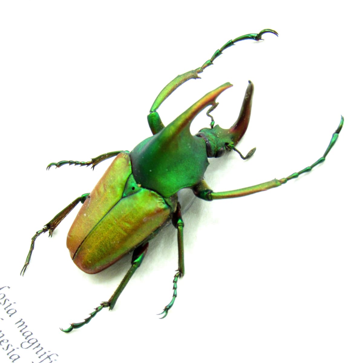 Rare metallic green Scarab beetle framed taxidermy - Theodosia magnifica - large