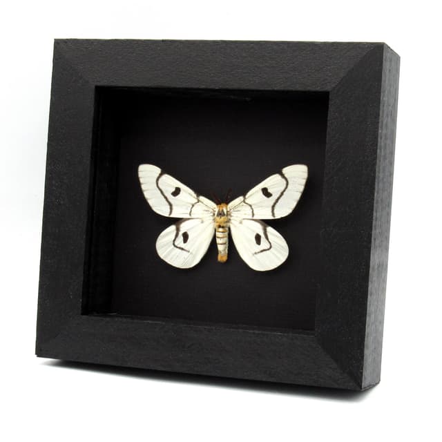 Real Sagebrush Sheep moth framed taxidermy - Hemileuca hera - rare light form