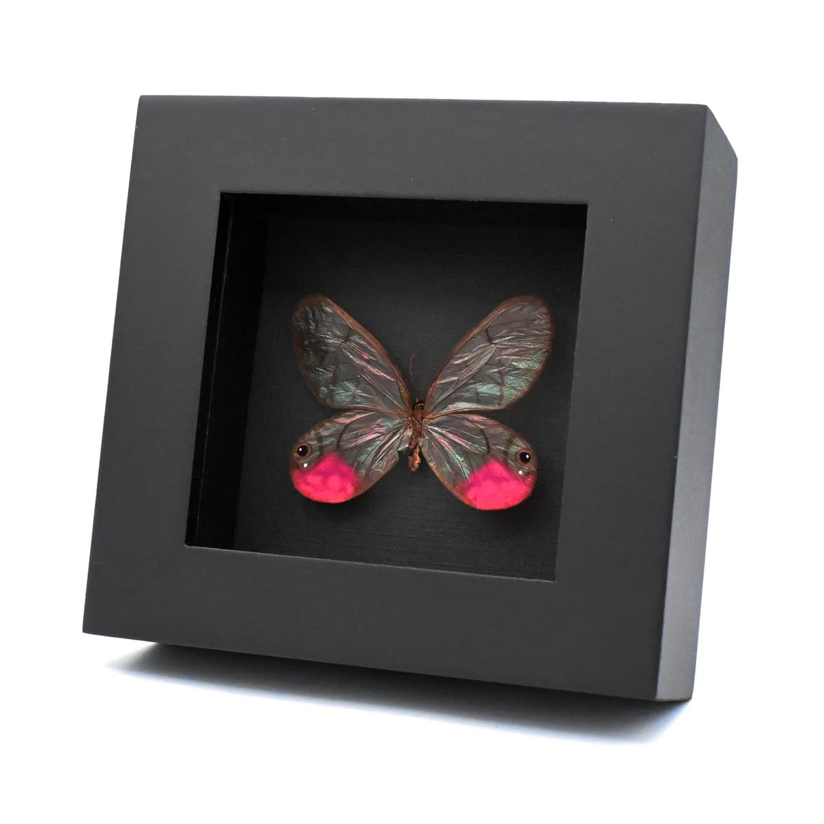 Rare fuchsia glasswing butterfly framed taxidermy - Cithaerias phantoma