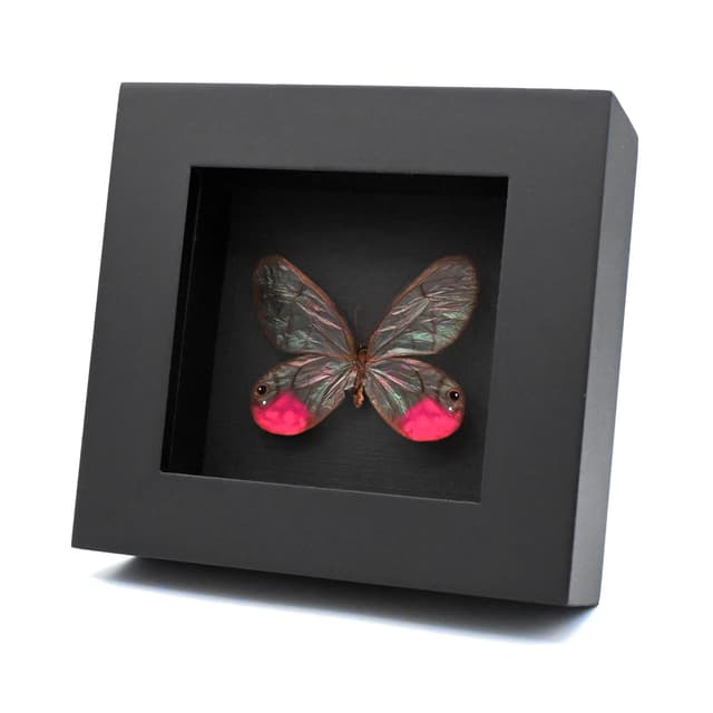 Rare fuchsia glasswing butterfly framed taxidermy - Cithaerias phantoma