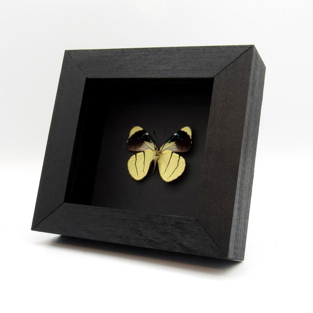 Real framed yellow butterfly taxidermy - Perisama oppelii