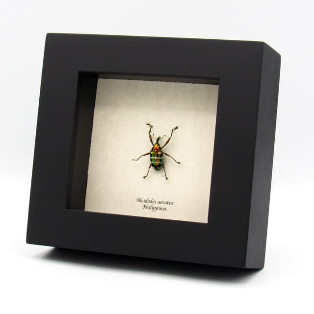Real long snout weevil beetle framed specimen - Alcidodes aeratus