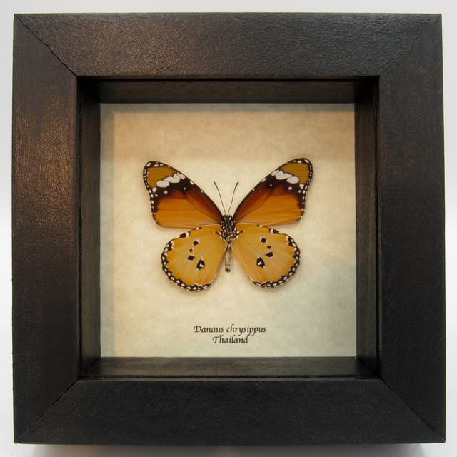 Real African Queen butterfly framed taxidermy - Danaus chrysippus