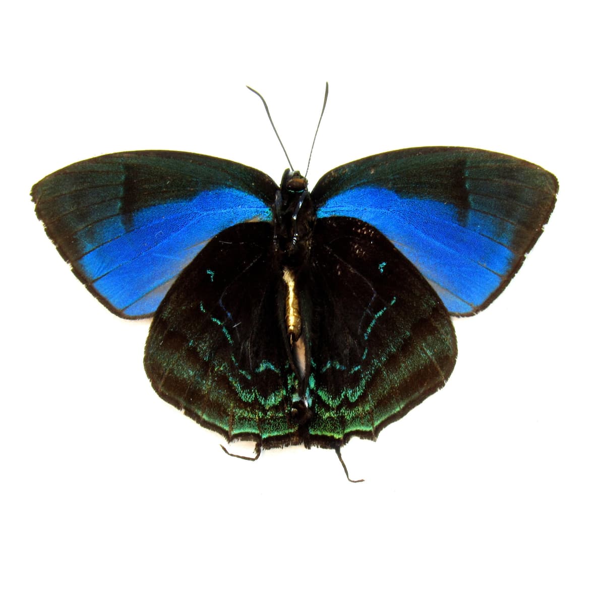 Real blue Hairstreak butterfly framed taxidermy - Theritas hemon - Victorian mount