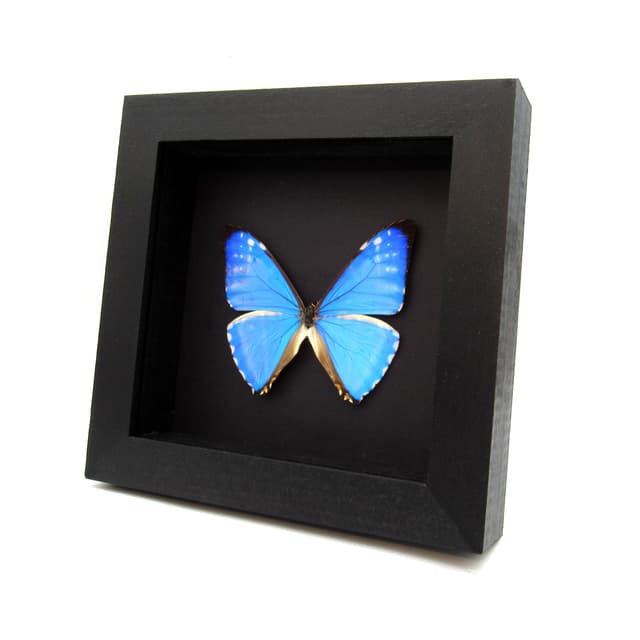 Real iridescent blue butterfly framed taxidermy - Morpho zephyritis