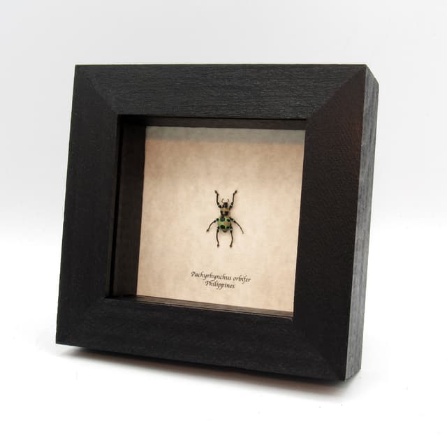 WEEVIL MANIA!  Real neon green metallic beetle framed taxidermy - Pachyrhynchus orbifer