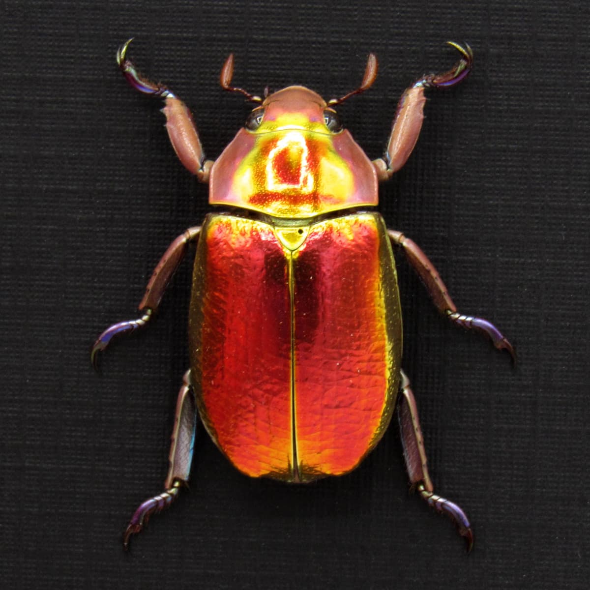 Very rare red and gold Jewel beetle framed taxidermy - Chrysina aurigans - red form