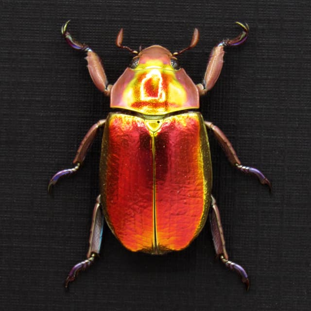 Very rare red and gold Jewel beetle framed taxidermy - Chrysina aurigans - red form