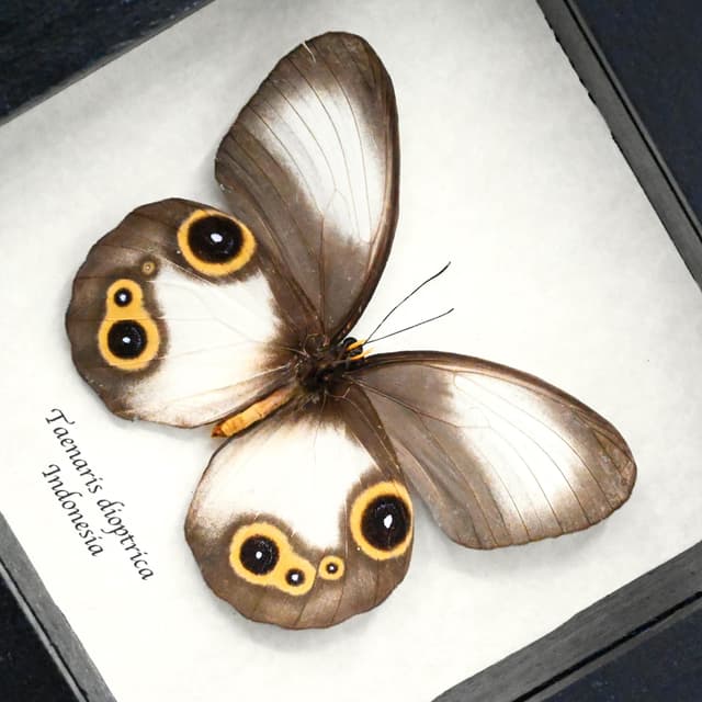 Real Owl butterfly framed taxidermy - Taenaris dioptrica