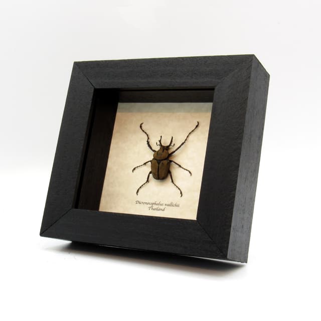 Real beetle framed taxidermy - Dicranocephalus wallichii