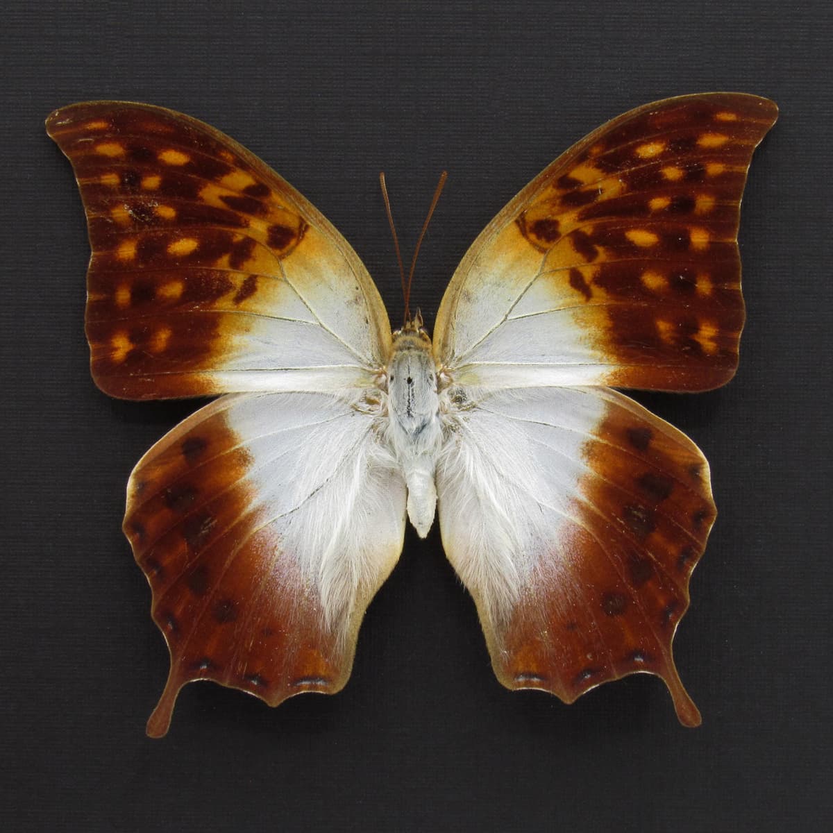 Real sunrise butterfly framed taxidermy - Charaxes fulvescens - female