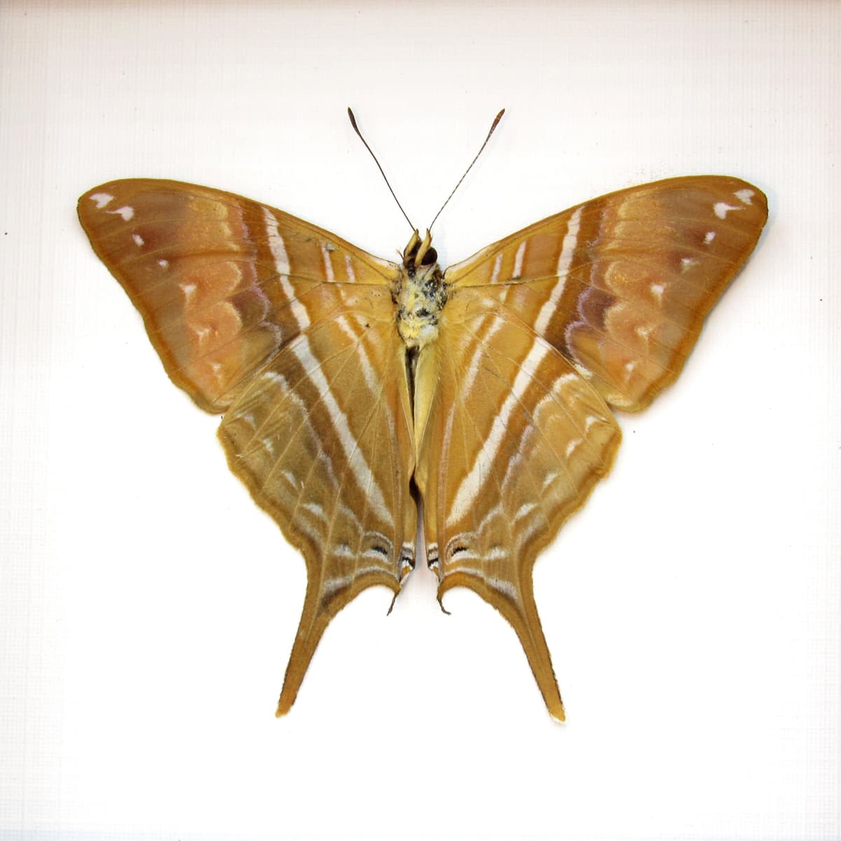 Real framed gold butterfly taxidermy - Marpesia corinna - Victorian mount