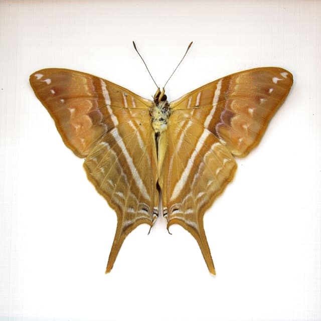 Real framed gold butterfly taxidermy - Marpesia corinna - Victorian mount