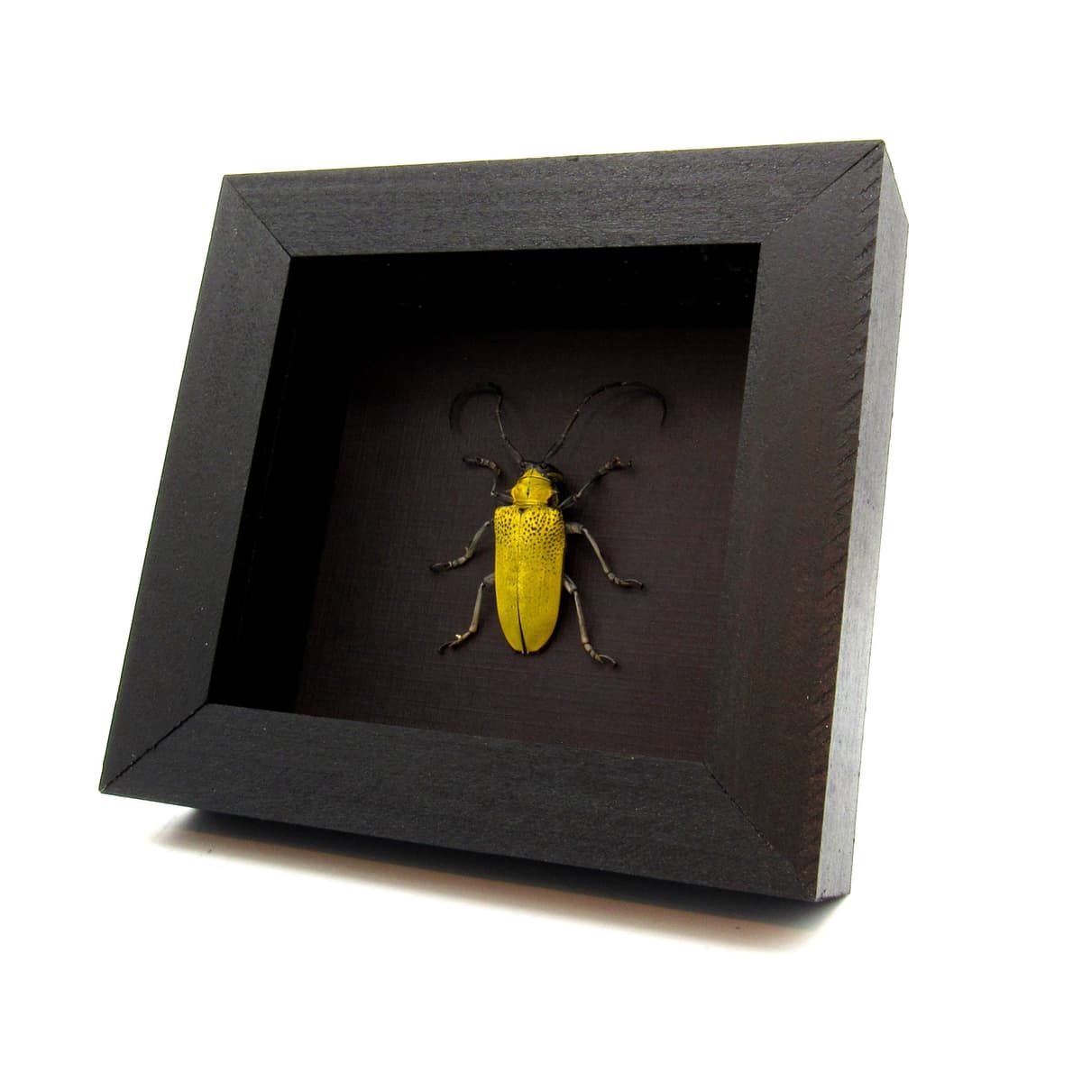 Real yellow Longhorn beetle framed taxidermy - Celosterna pollinosa
