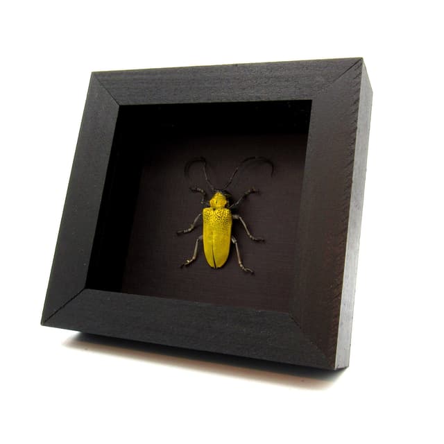 Real yellow Longhorn beetle framed taxidermy - Celosterna pollinosa