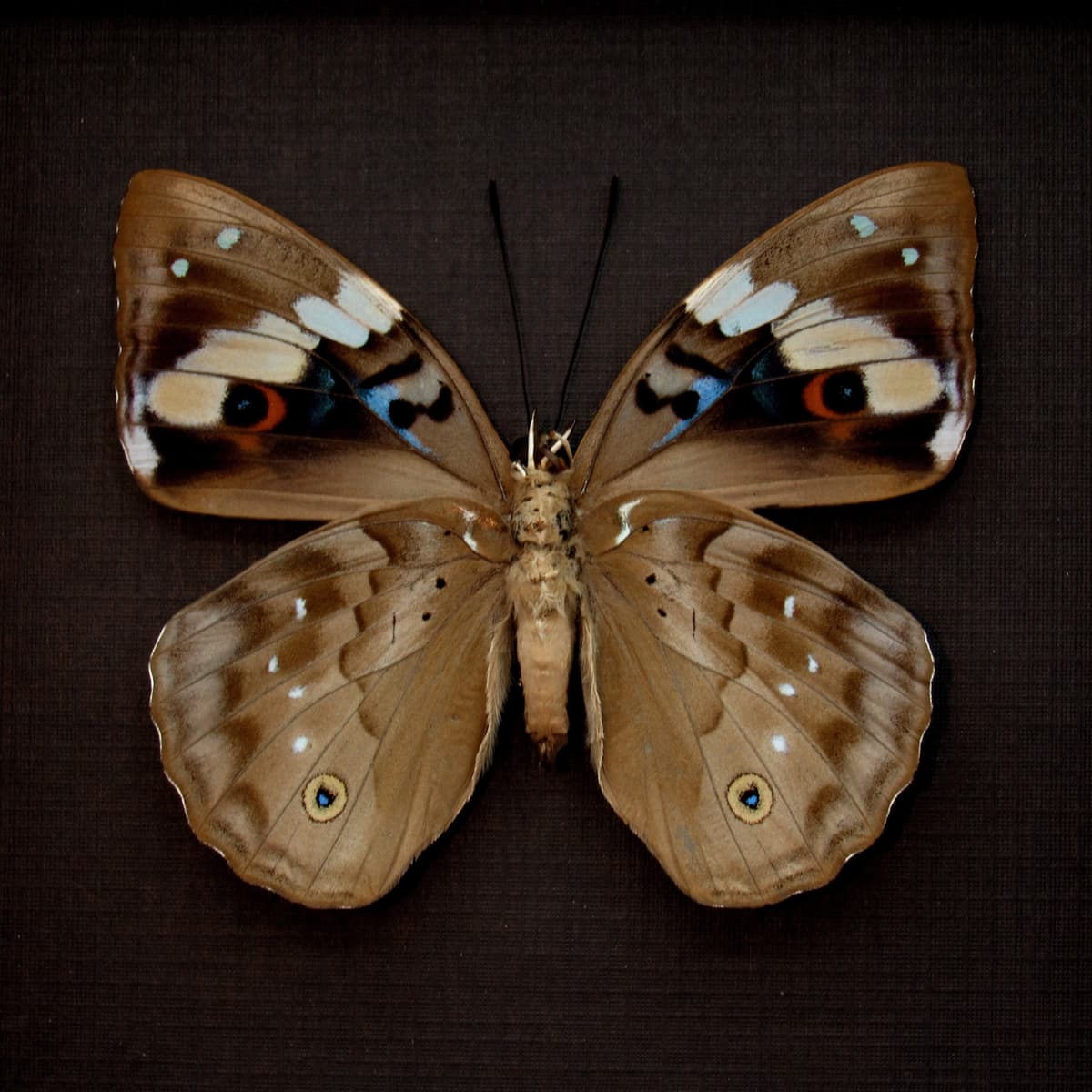 Rare Turquoise Emperor butterfly framed taxidermy - Apaturina erminea