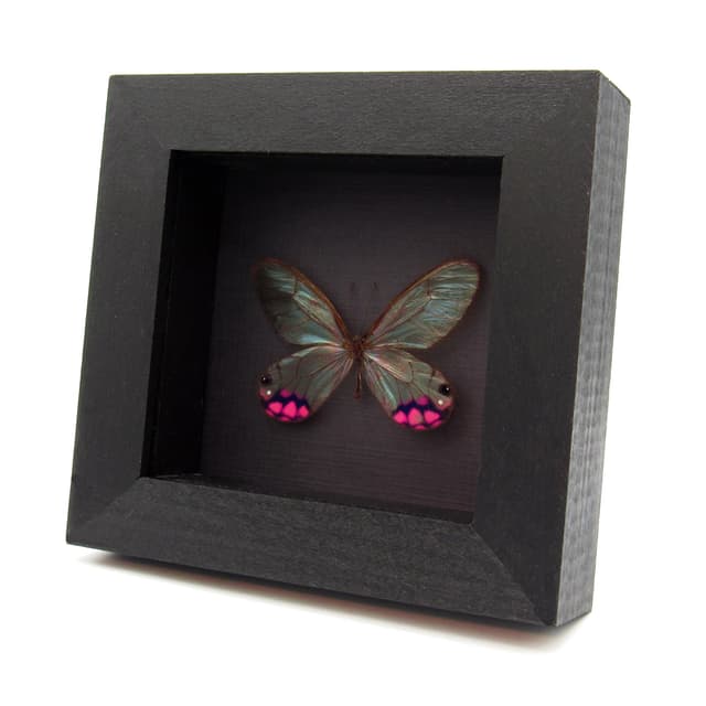 Rare pink female glasswing butterfly framed taxidermy - Cithaerias pyropina - large female