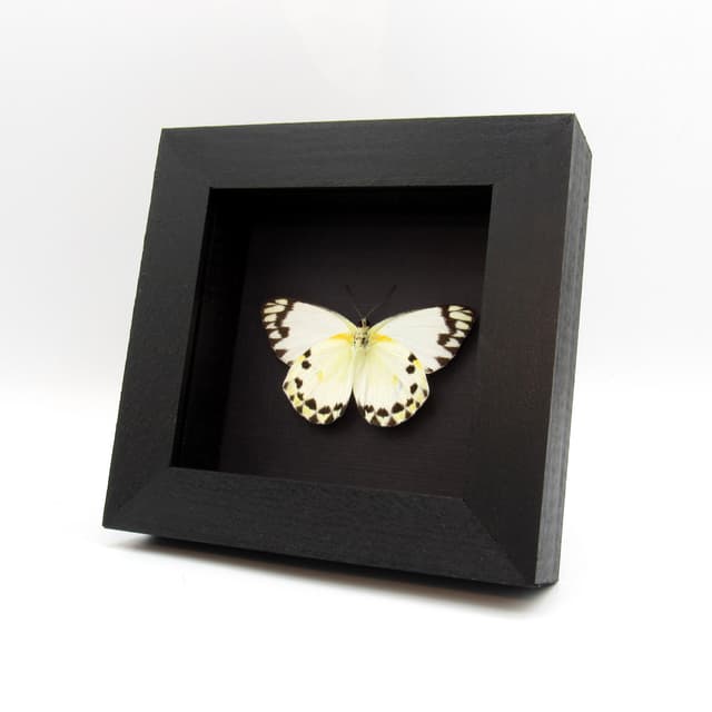 Real white butterfly framed taxidermy - Belenois theora - Victorian mount