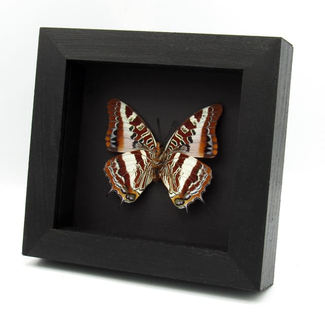 Rare Silver Barred Charaxes butterfly framed taxidermy - Charaxes druceanus - large female