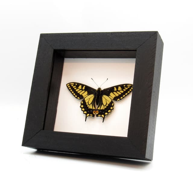 Real Anise Swallowtail framed butterfly taxidermy - Papilio zelicaon - Victorian mount