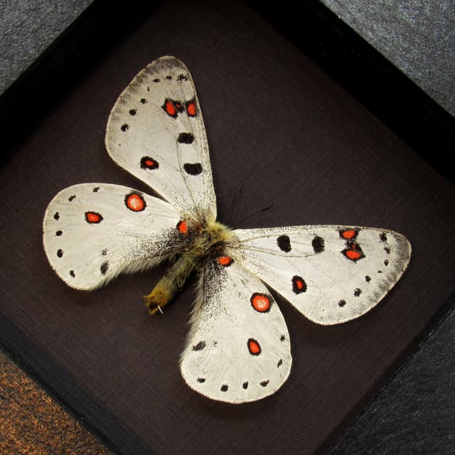 Real high altitude white Snow Apollo butterfly framed taxidermy - Parnassius apollonius