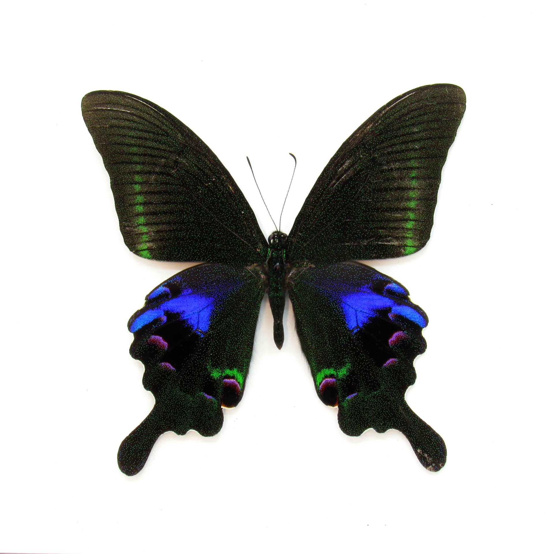 Large purple Peacock butterfly framed taxidermy - Papilio arcturus