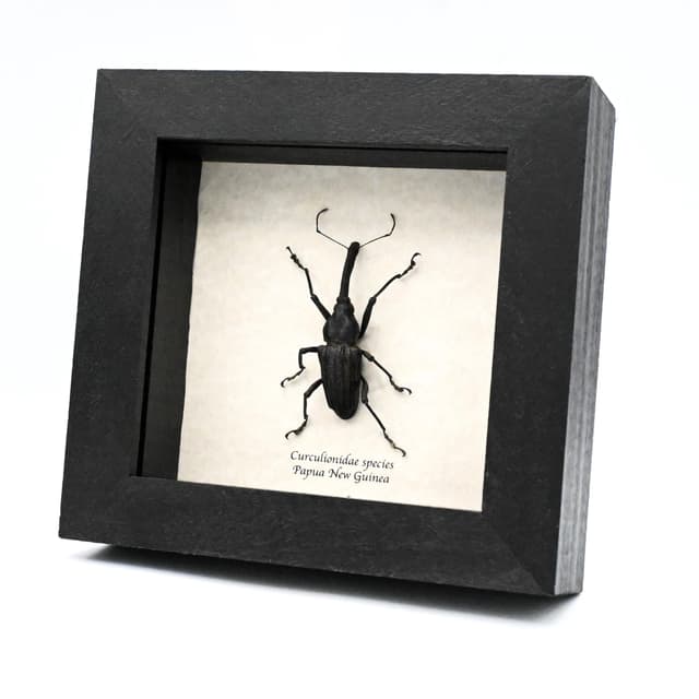 Unusual real Weevil framed taxidermy - Curculionidae species