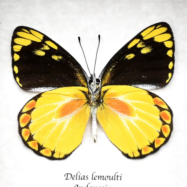 Real yellow Delias butterfly framed taxidermy - Delias lemoulti