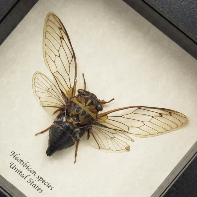 Real large North American Cicada framed taxidermy - Neotibicen species