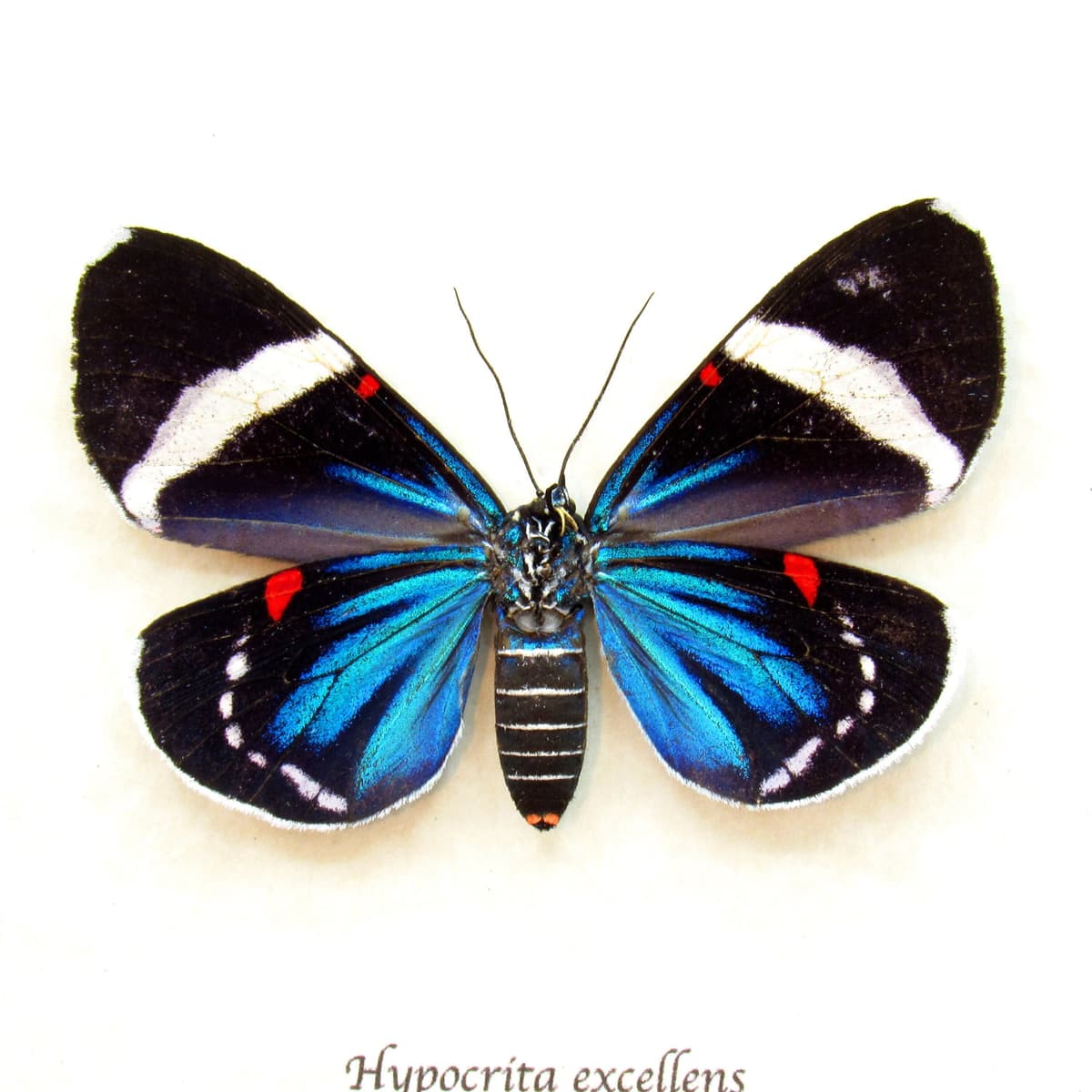 Real metallic framed moth taxidermy - Hypocrita excellens