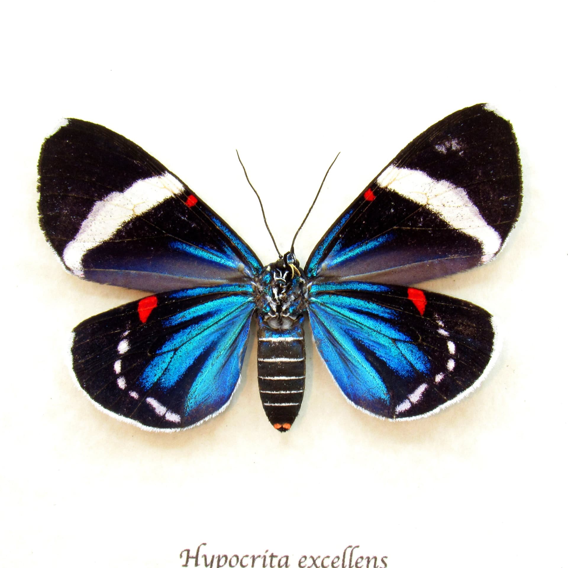 Real metallic framed moth taxidermy - Hypocrita excellens