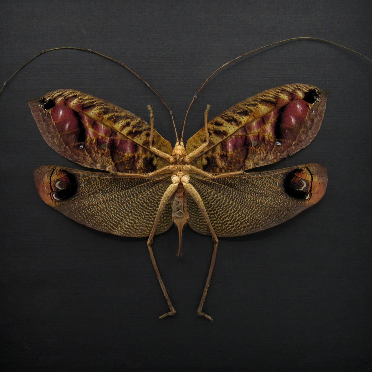 Rare Peacock katydid framed taxidermy - Pterochroza ocellata - XL female