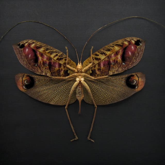 Rare Peacock katydid framed taxidermy - Pterochroza ocellata - XL female