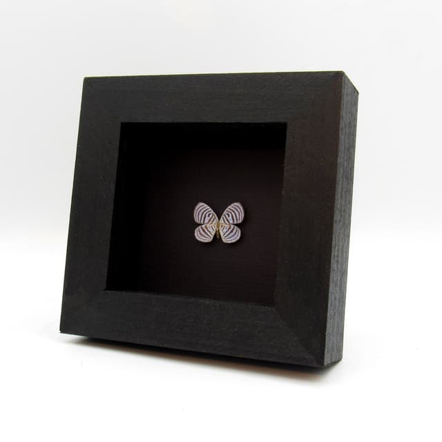 Tiny ice blue Metalmark butterfly framed taxidermy - Riodinidae species - missing antenna