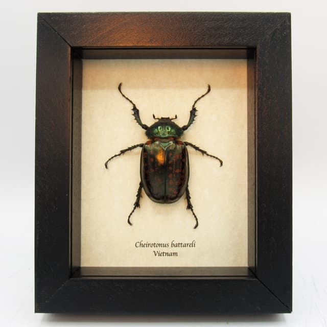 Real Long-armed Scarab beetle framed taxidermy - Cheirotonus battareli - female