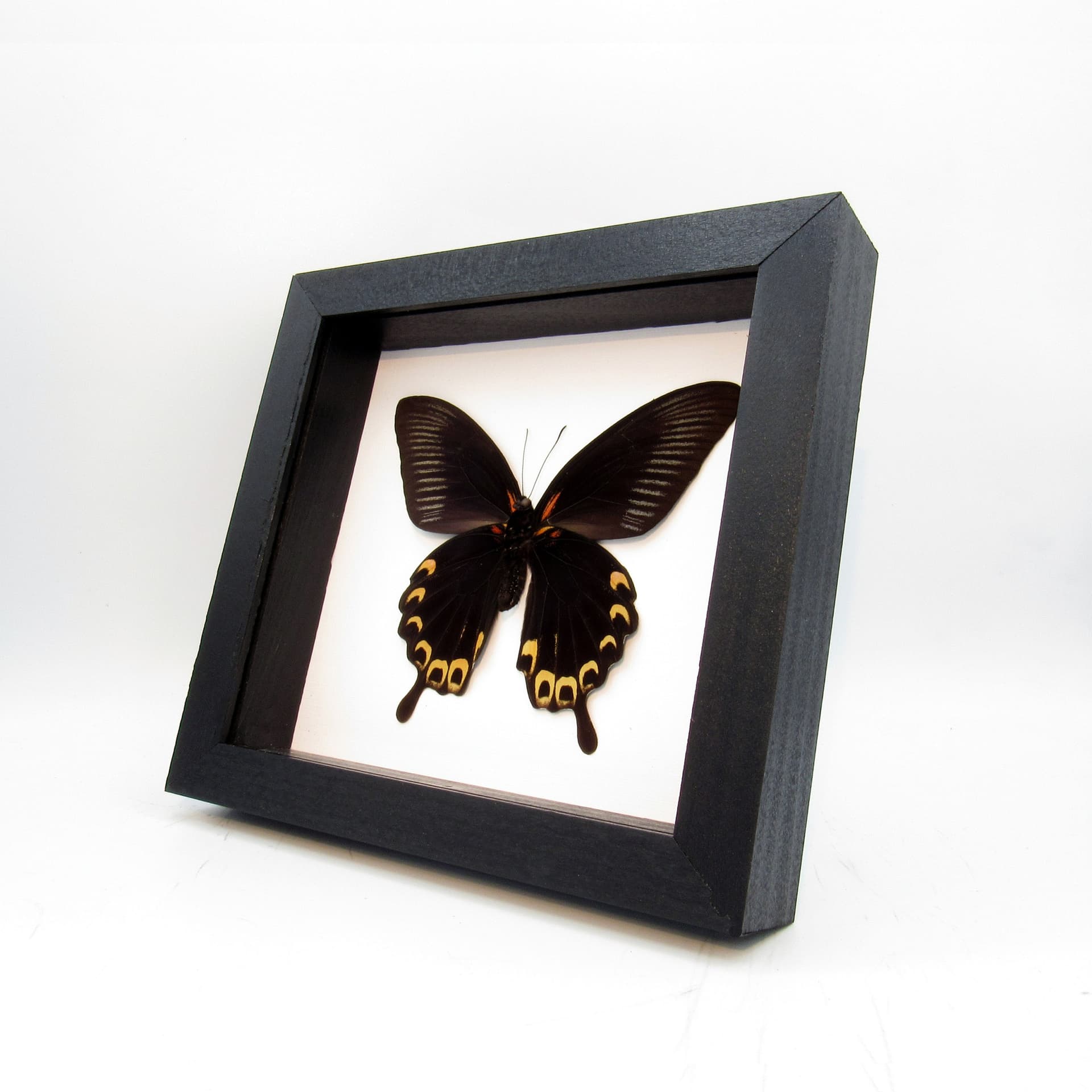 Real large yellow Swallowtail butterfly framed taxidermy - Papilio deiphobus
