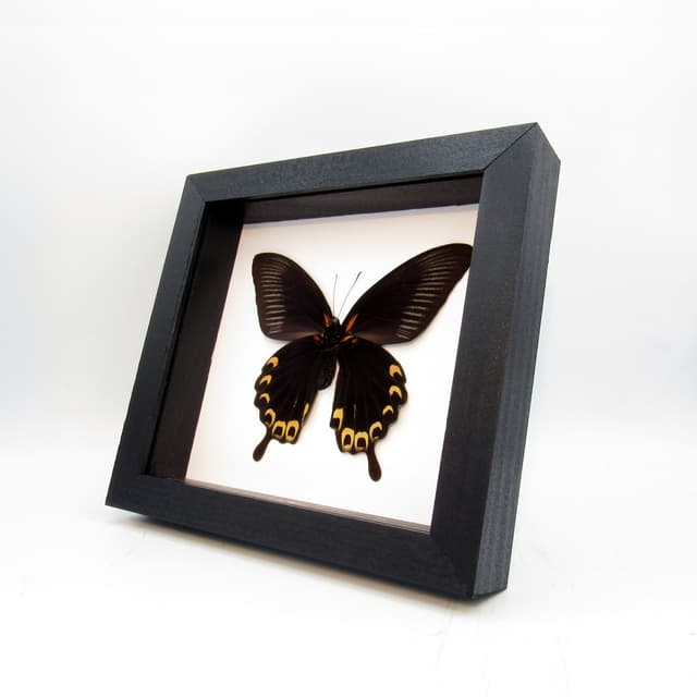 Real large yellow Swallowtail butterfly framed taxidermy - Papilio deiphobus