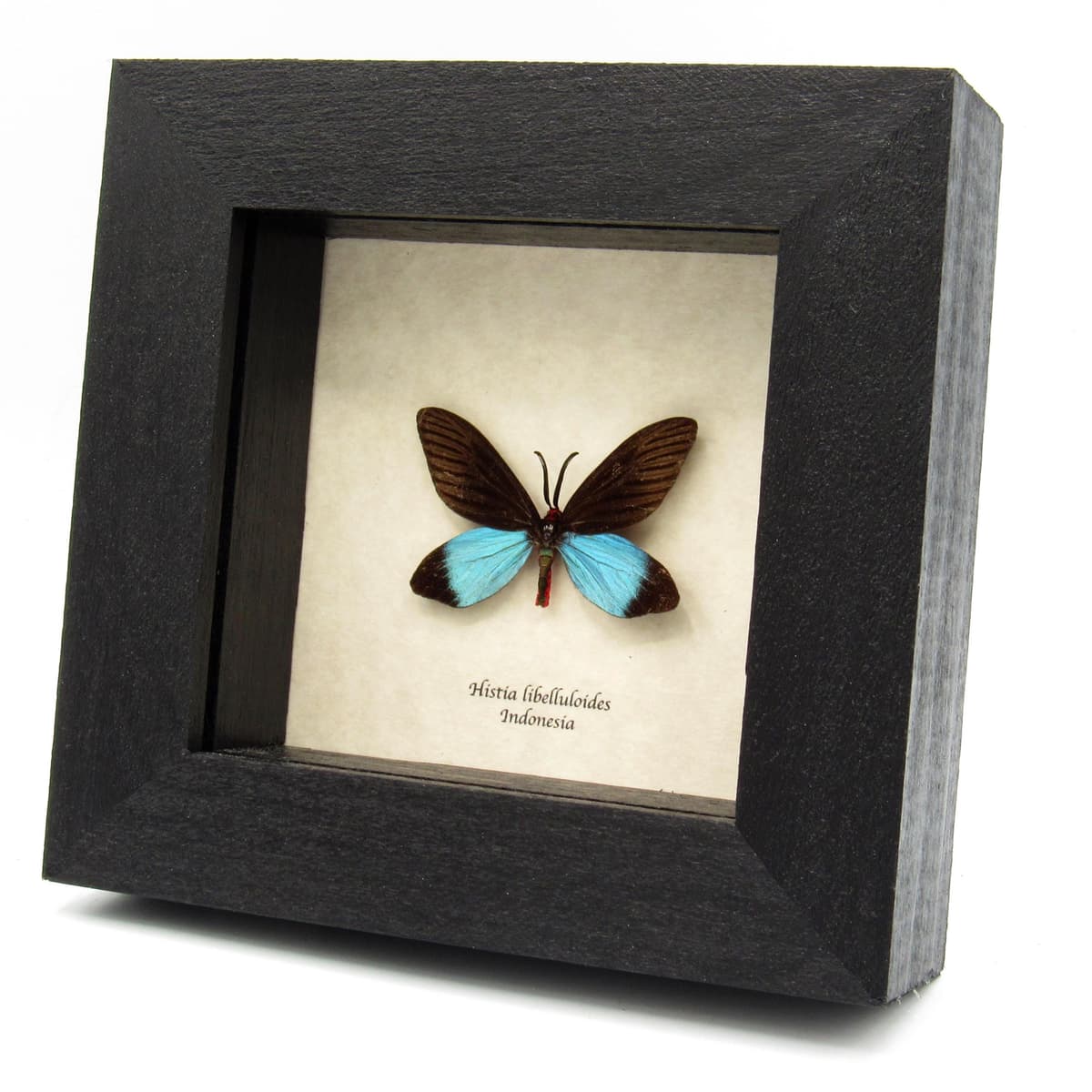 Real Day flying moth framed taxidermy - Histia libelluloides