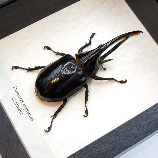 Real Giant Neptune beetle framed taxidermy - Dynastes neptunus