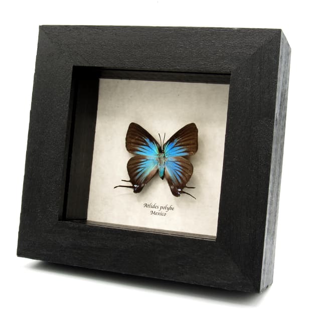 Rare blue Hairstreak butterfly framed taxidermy - Atlides polybe