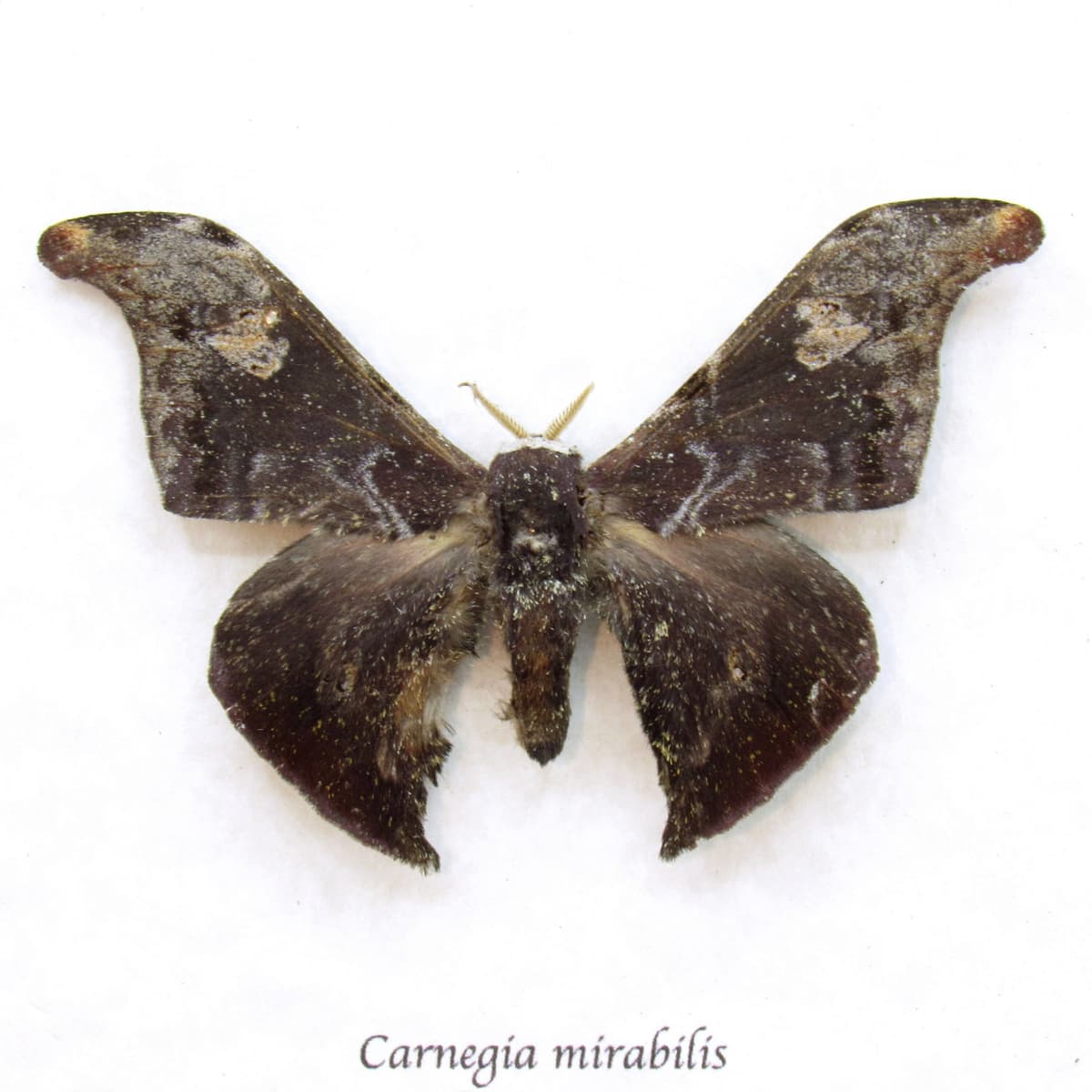 Real Saturn moth framed taxidermy - Carnegia mirabilis