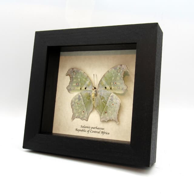 Mother of Pearl framed butterfly taxidermy - Salamis parhassus - verso
