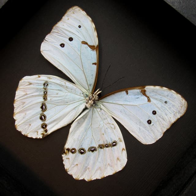 Real XL pale green opalescent butterfly framed taxidermy - Morpho catenaria