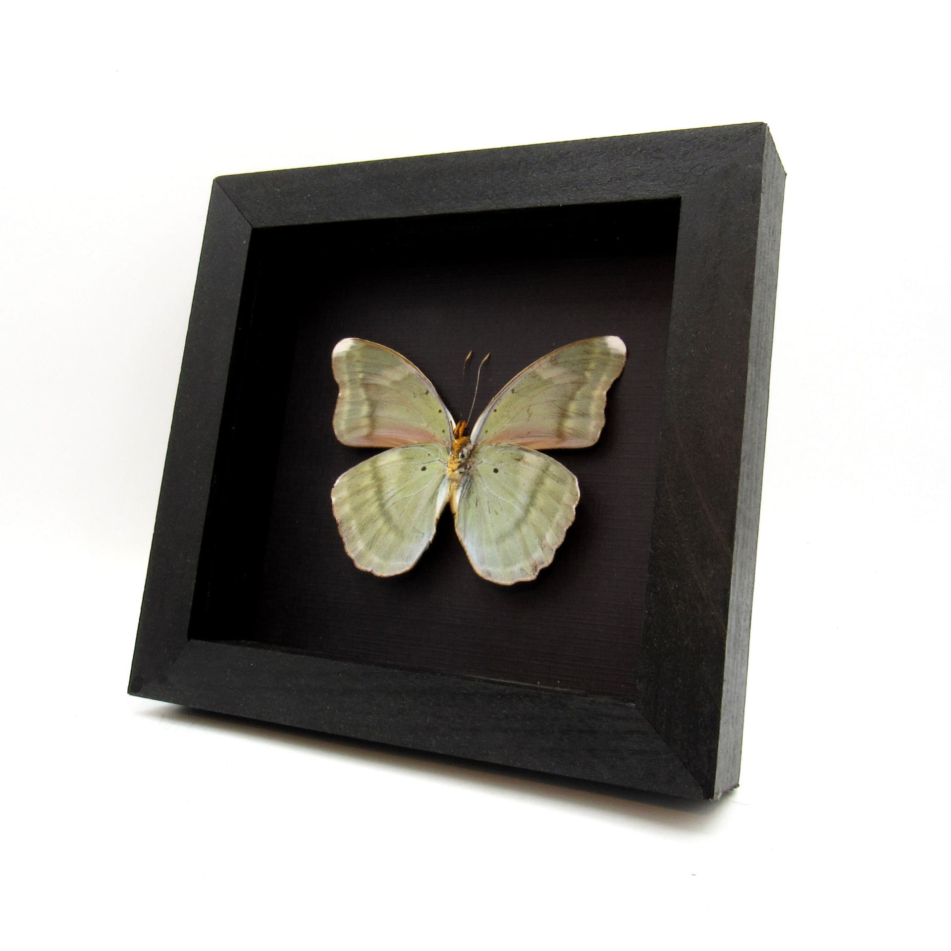 Real iridescent green Forester butterfly framed taxidermy - Euphaedra harpalyce