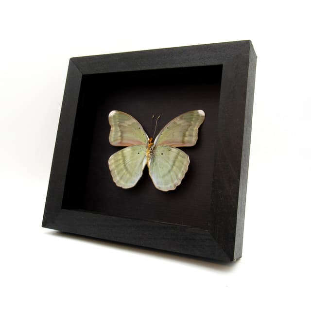 Real iridescent green Forester butterfly framed taxidermy - Euphaedra harpalyce