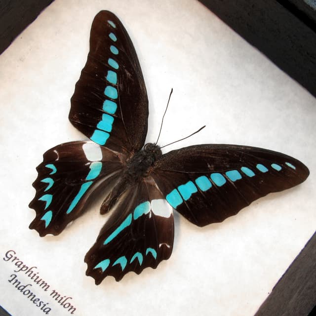 Real blue butterfly framed taxidermy - Graphium milon